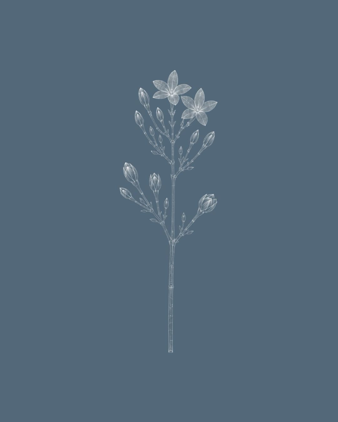 Jasminum sambac