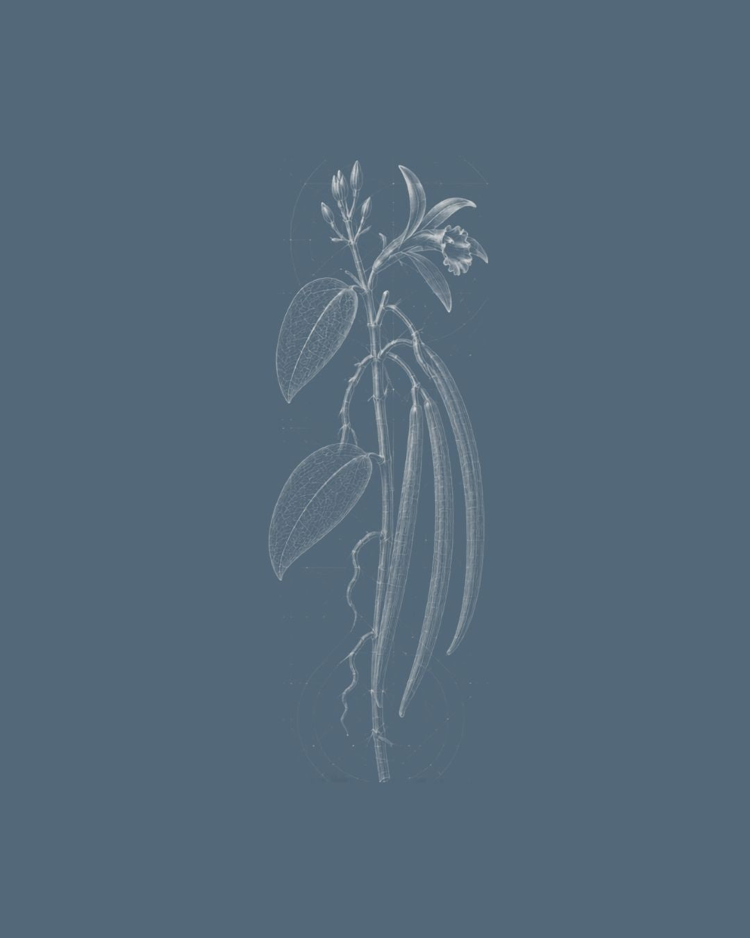 Vanilla planifolia