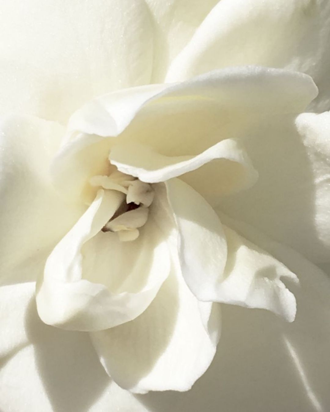 Jasminum sambac